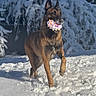 dog, belgian_malinois, snow, toy, outdoor, winter, animal, pet, playful, canine, fur, nature, cold, muzzle, running, daylight, background, forest, adventure, happy