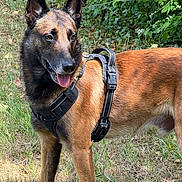 Arès participe au concours pour gagner de l'argent avec cette photo : dog, belgian_malinois, animal, pet, canine, outdoor, grass, harness, tongue_out, alert, nature, greenery, ears_up, standing, mammal, fur, daylight, leash_accessory, portrait, side_view