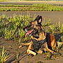 Arès participe au concours pour gagner de l'argent avec cette photo : dog, canine, outdoor, sand, grass, bone, harness, tongue_out, sunlight, nature, pet, animal, resting, brown_fur, black_fur, daylight, looking_away, mud, playful, tongue