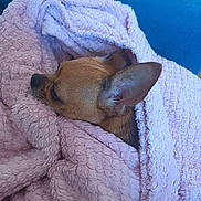 Noisette participe au concours pour gagner de l'argent avec cette photo : dog, chihuahua, sleeping, blanket, pink_blanket, cozy, indoors, couch, blue_couch, small_dog, brown_fur, large_ears, snout, closed_eyes, resting, curled_up, soft_texture, pet, portrait, cute