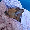 dog, chihuahua, sleeping, blanket, pink_blanket, cozy, indoors, couch, blue_couch, small_dog, brown_fur, large_ears, snout, closed_eyes, resting, curled_up, soft_texture, pet, portrait, cute
