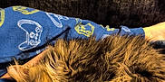 Hank is registered to the contest to win money with this photo: animal, blanket, blue, cat, comfort, cozy, cute, feline, fur, game_controller, indoor, pattern, paw, pet, relaxing, resting, sleeping, soft, tabby, warm