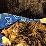 animal, blanket, blue, cat, comfort, cozy, cute, feline, fur, game_controller, indoor, pattern, paw, pet, relaxing, resting, sleeping, soft, tabby, warm