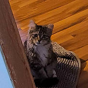 Hank joined the competition — help win amazing prizes! animal, cat, curious, cute, domestic, door_frame, ears, feline, floor, fur, indoor, kitten, pet, rug, sitting, small, tabby, whiskers, wooden_floor, young