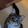 Hank joined the competition — help win amazing prizes! animal, brown, cat, curious, cute, domestic, ears, eyes, floor, fluffy, fur, indoor, kitten, looking_up, pet, tabby, tail, whiskers, white, young