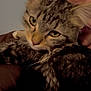 Hank joined the competition — help win amazing prizes! affection, animal, cat, close_up, cozy, cuddle, ears, face, feline, holding, human, indoor, person, pet, portrait, relaxed, soft_light, tabby, warm, whiskers