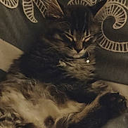 Buddy joined the competition — help win amazing prizes! animal, cat, collar, cozy, cushion, cute, domestic, ears, feline, fluffy, fur, indoor, mammal, patterned, pet, relaxed, resting, sleeping, tabby, whiskers