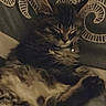 animal, cat, collar, cozy, cushion, cute, domestic, ears, feline, fluffy, fur, indoor, mammal, patterned, pet, relaxed, resting, sleeping, tabby, whiskers