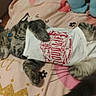 Buddy is registered to the contest to win money with this photo: animal, bed, blanket, cat, clothing, collar, comfortable, cute, domestic_animal, fur, indoor, pet, pink, relaxed, resting, sleeping, soft, tabby_cat, white, wooden_floor