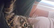 Buddy is registered to the contest to win money with this photo: arm, bracelet, cat, closeup, curious, ears, fabric, face, feline, fur, indoor, kitten, peeking, person, pet, relaxing, tabby, whiskers, white_shirt, window_light