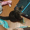 Buddy is registered to the contest to win money with this photo: animal, blanket, blue_stick, cat, cozy, curious, domestic_cat, feline, floor, home, indoor, kitten, pet_bed, playing, plush_toy, ribbons, tabby, toy, wooden_floor, young_cat
