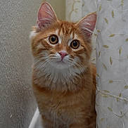 Michi is registered to the contest to win money with this photo: cat, kitten, orange_tabby, curious, indoor, cute, whiskers, fluffy, pet, animal, feline, young, portrait, closeup, wall, curtain, texture, soft_light, domestic, eyes