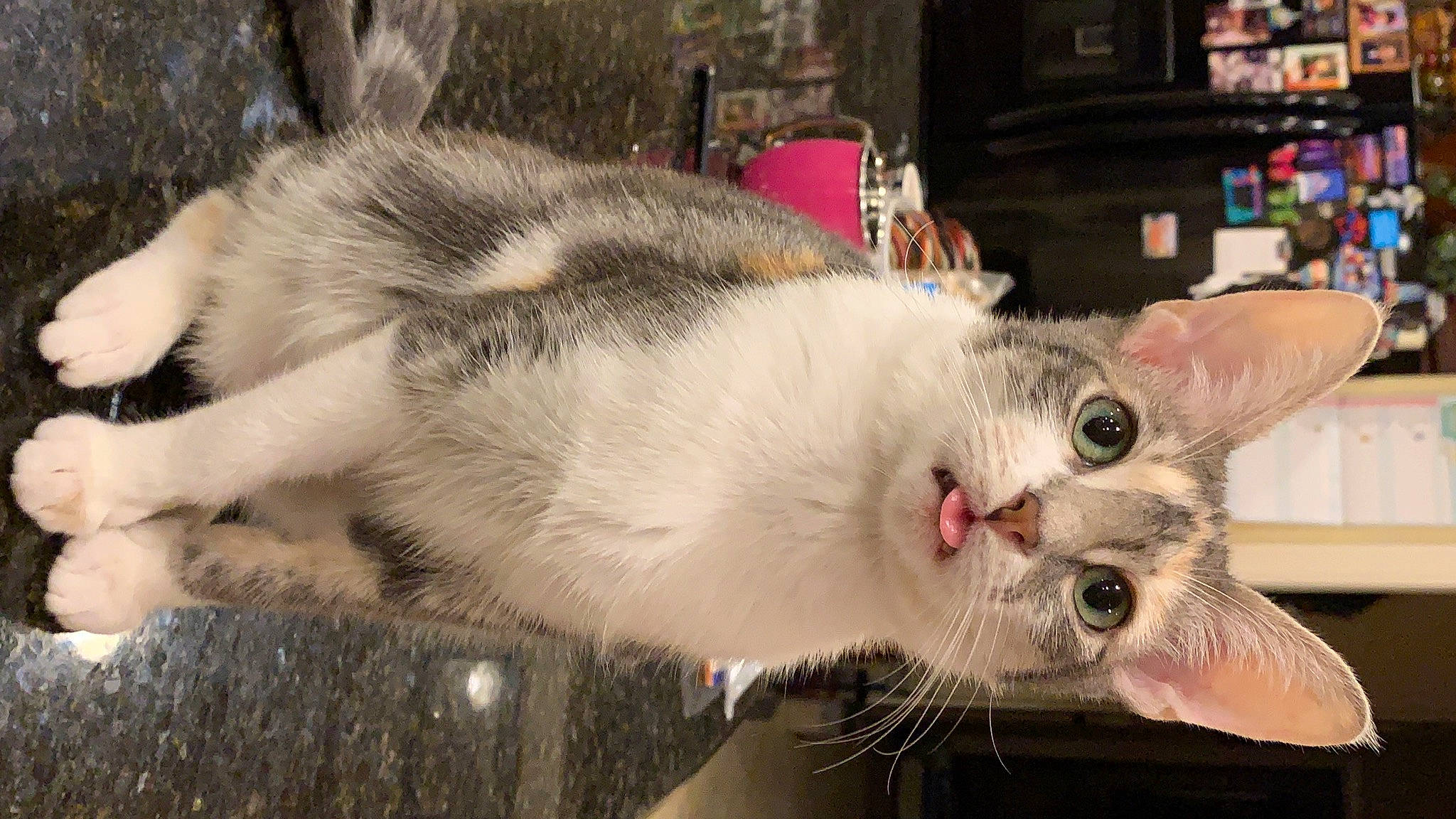 Sarabi is registered to the contest to win money with this photo: aegean_cat, american_wirehair, asian, carnivore, cat, domestic_short_haired_cat, ear, european_shorthair, eye, felidae, fur, kitten, mammal, nose, paw, polydactyl_cat, small_to_medium_sized_cats, snout, turkish_van, whiskers