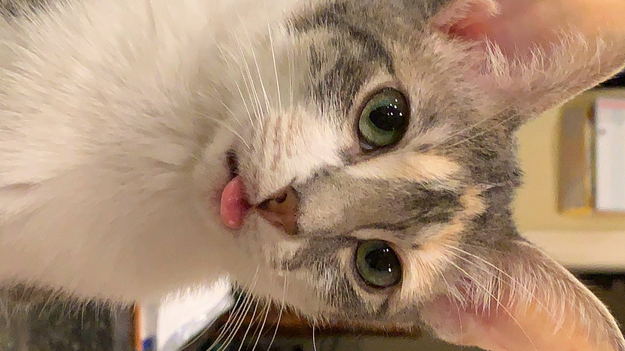 Sarabi is registered to the contest to win money with this photo: asian, burmilla, carnivore, cat, close_up, domestic_short_haired_cat, eye, felidae, fur, head, iris, kitten, munchkin, nose, ojos_azules, organ, singapura, small_to_medium_sized_cats, snout, whiskers