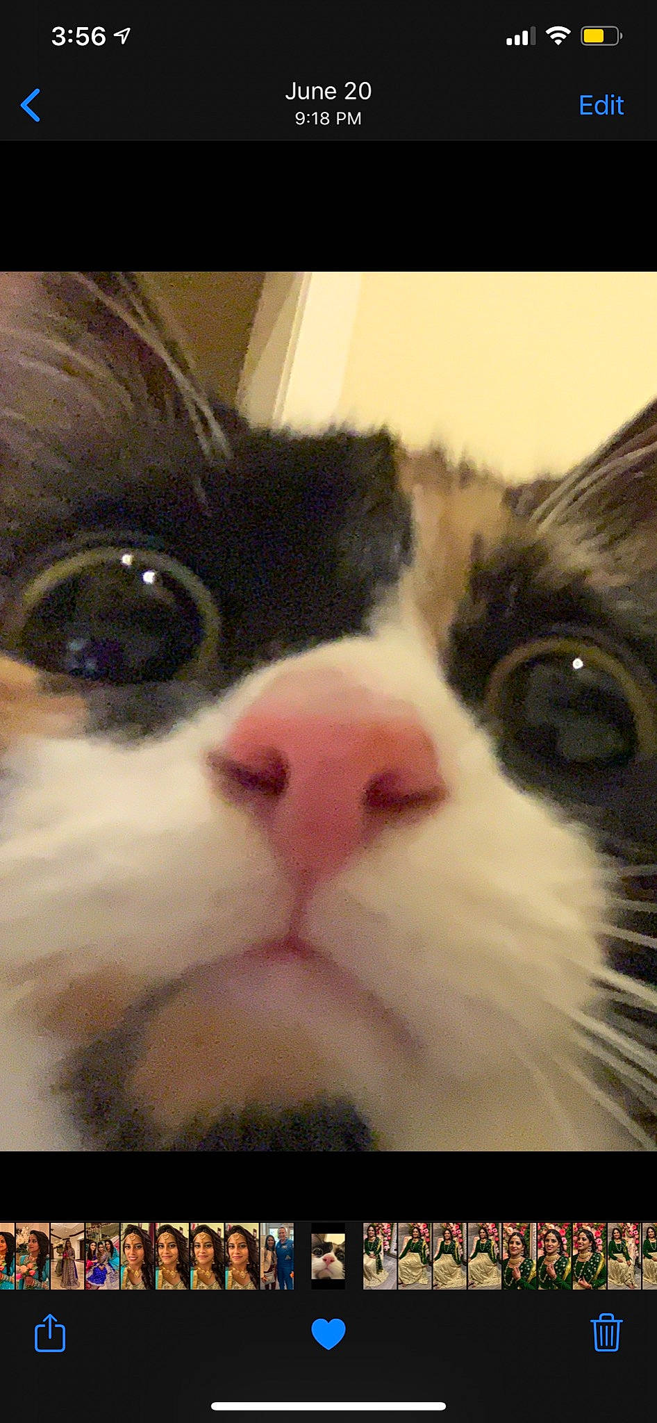 Mougli joined the competition — help win amazing prizes! carnivore, cat, close_up, eye, face, facial_expression, felidae, fur, head, iris, kitten, mammal, mouth, nose, organ, photo_caption, photography, small_to_medium_sized_cats, snout, whiskers