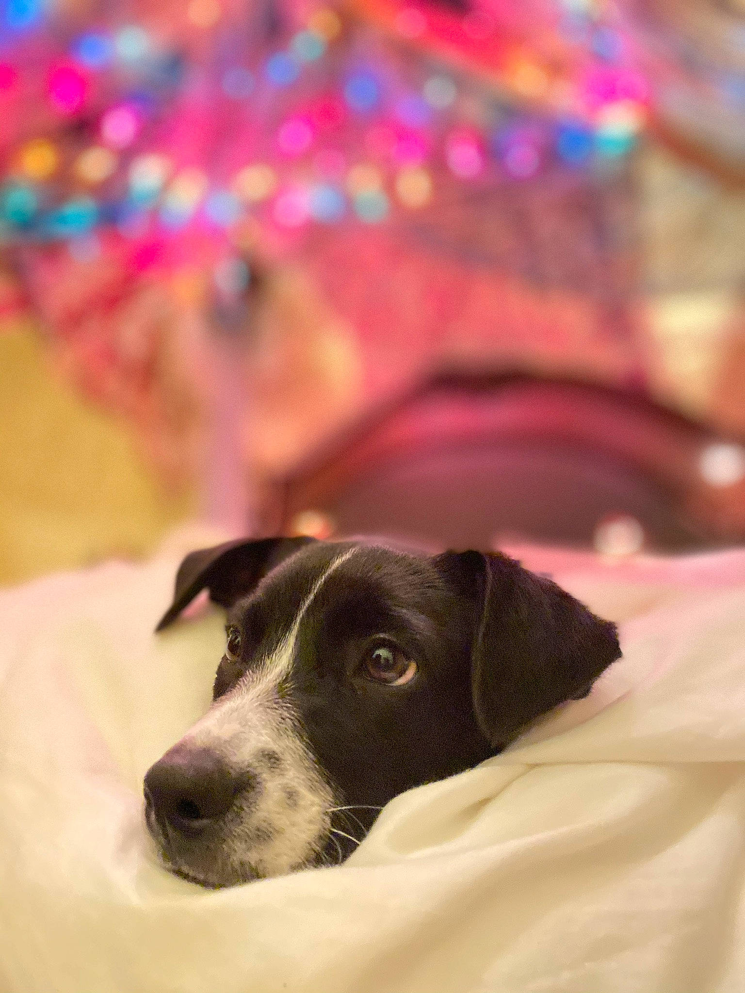 Laika is registered to the contest to win money with this photo: canidae, carnivore, companion_dog, danish_swedish_farmdog, dog, dog_breed, mammal, pointer, puppy, rare_breed_dog, rat_terrier, russell_terrier, smooth_fox_terrier, snout, sporting_group