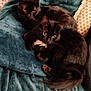 animal, black_cat, blanket, cat, close_up, companionship, cozy, cuddling, cute, domestic_animal, eyes, feline, fur, indoor, pets, relaxing, resting, soft_texture, two_animals, whiskers