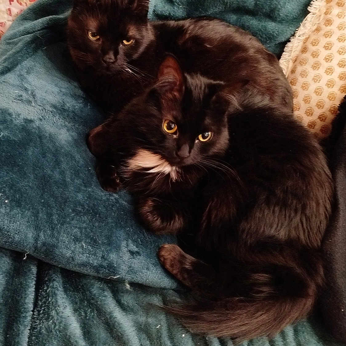 Salem Et Hope participe au concours pour gagner de l'argent avec cette photo : animal, black_cat, blanket, cat, close_up, companionship, cozy, cuddling, cute, domestic_animal, eyes, feline, fur, indoor, pets, relaxing, resting, soft_texture, two_animals, whiskers