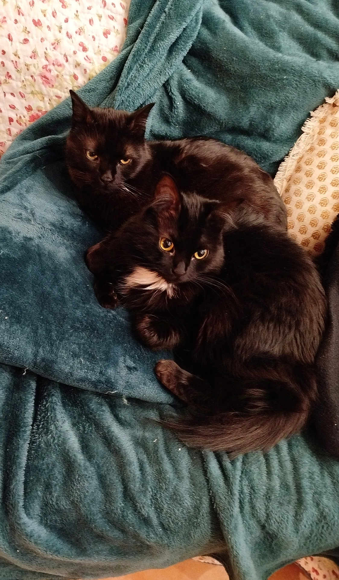 Salem Et Hope participe au concours pour gagner de l'argent avec cette photo : animal, black_cat, blanket, cat, close_up, companionship, cozy, cuddling, cute, domestic_animal, eyes, feline, fur, indoor, pets, relaxing, resting, soft_texture, two_animals, whiskers