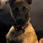 Asia participe au concours pour gagner de l'argent avec cette photo : dog, puppy, collar, pet, indoor, couch, person, hand, fur, ears, brown, black, animal, companion, sitting, curious, domestic, young, canine, portrait