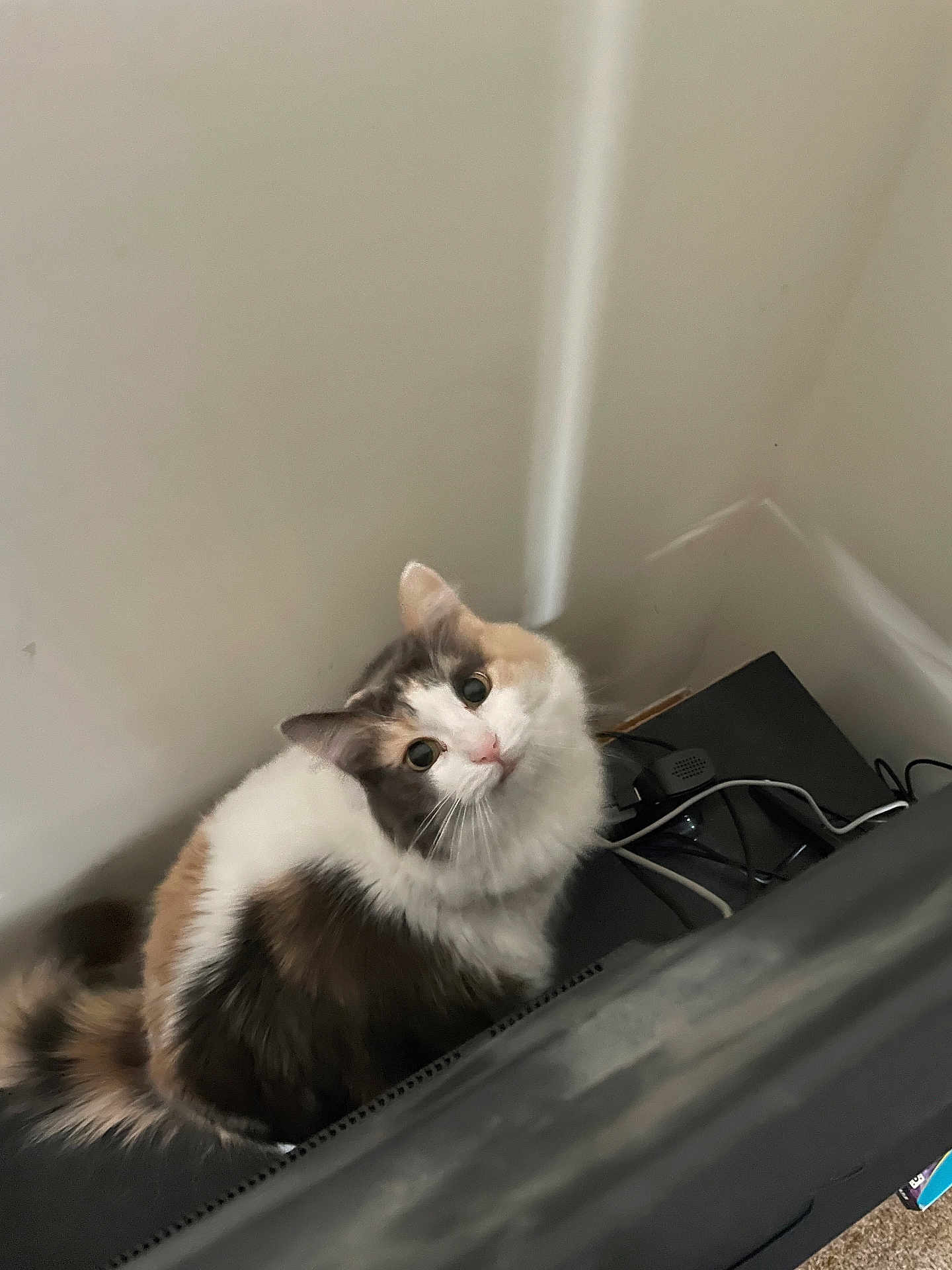 Arwen joined the competition — help win amazing prizes! cat, calico_cat, feline, pet, fluffy, long_hair, whiskers, big_eyes, looking_up, sitting, tail, indoor, corner, wall, electronics, cables, charger, curious, portrait, soft_lighting