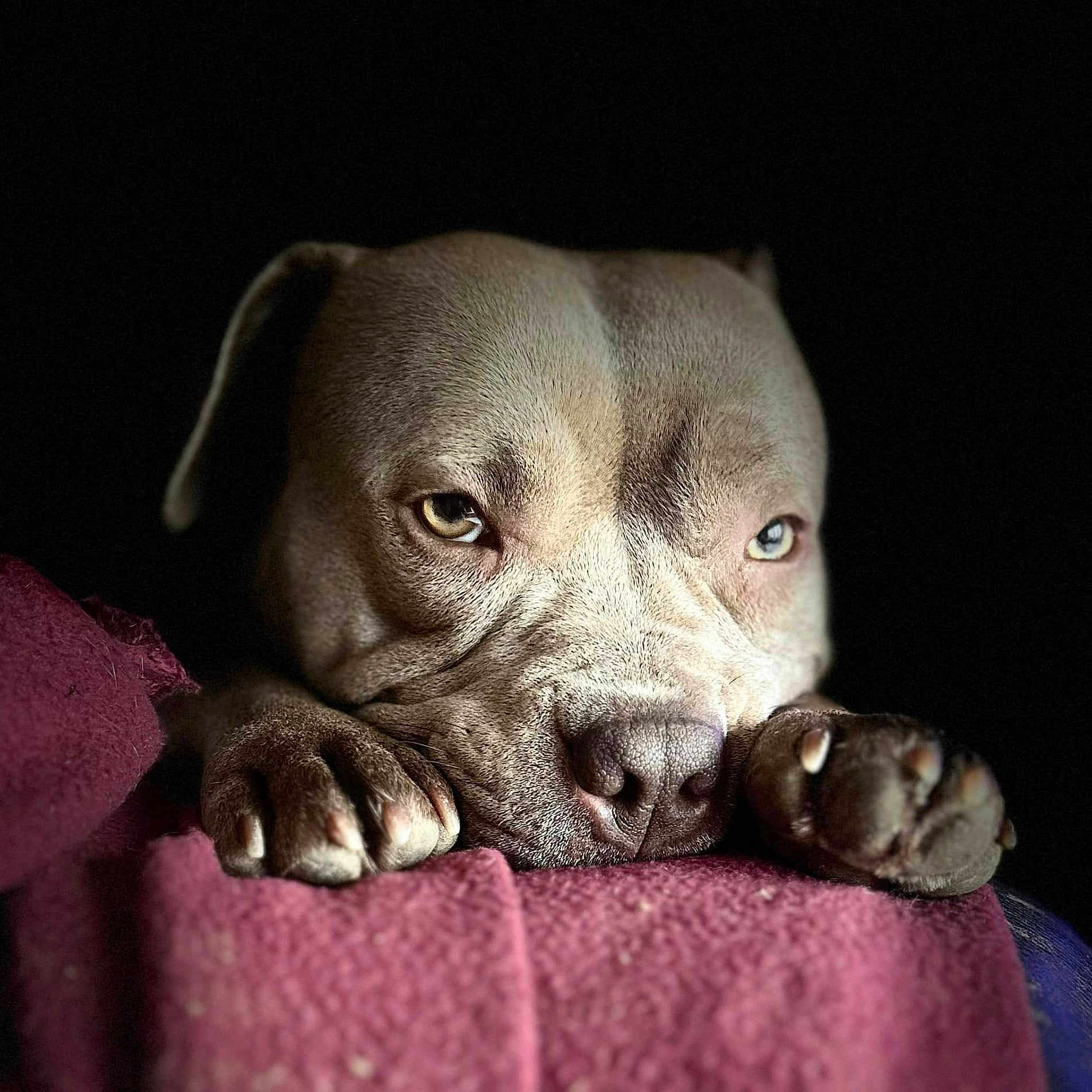 Nala a rejoint le concours — aidez-le/la à gagner de superbes lots ! animal, blanket, brown, canine, closeup, cozy, cute, dog, expression, face, fur, indoor, looking, muzzle, nails, paws, pet, portrait, relaxed, resting