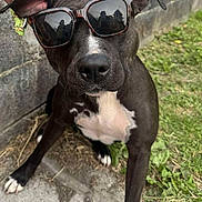 Kaly participe au concours pour gagner de l'argent avec cette photo : dog, black_dog, white_markings, sunglasses, pet, outdoor, grass, concrete, wall, close_up, canine, animal, sitting, person_hand, reflection, shade, summer, cute, cool, portrait