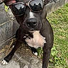 dog, black_dog, white_markings, sunglasses, pet, outdoor, grass, concrete, wall, close_up, canine, animal, sitting, person_hand, reflection, shade, summer, cute, cool, portrait