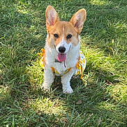 Penny is registered to the contest to win money with this photo: animal, collar, corgi, cute, dog, ears_up, four_legs, grass, happy, harness, lawn, nature, outdoors, pet, portrait, puppy, sitting, summer, sunny, tongue_out