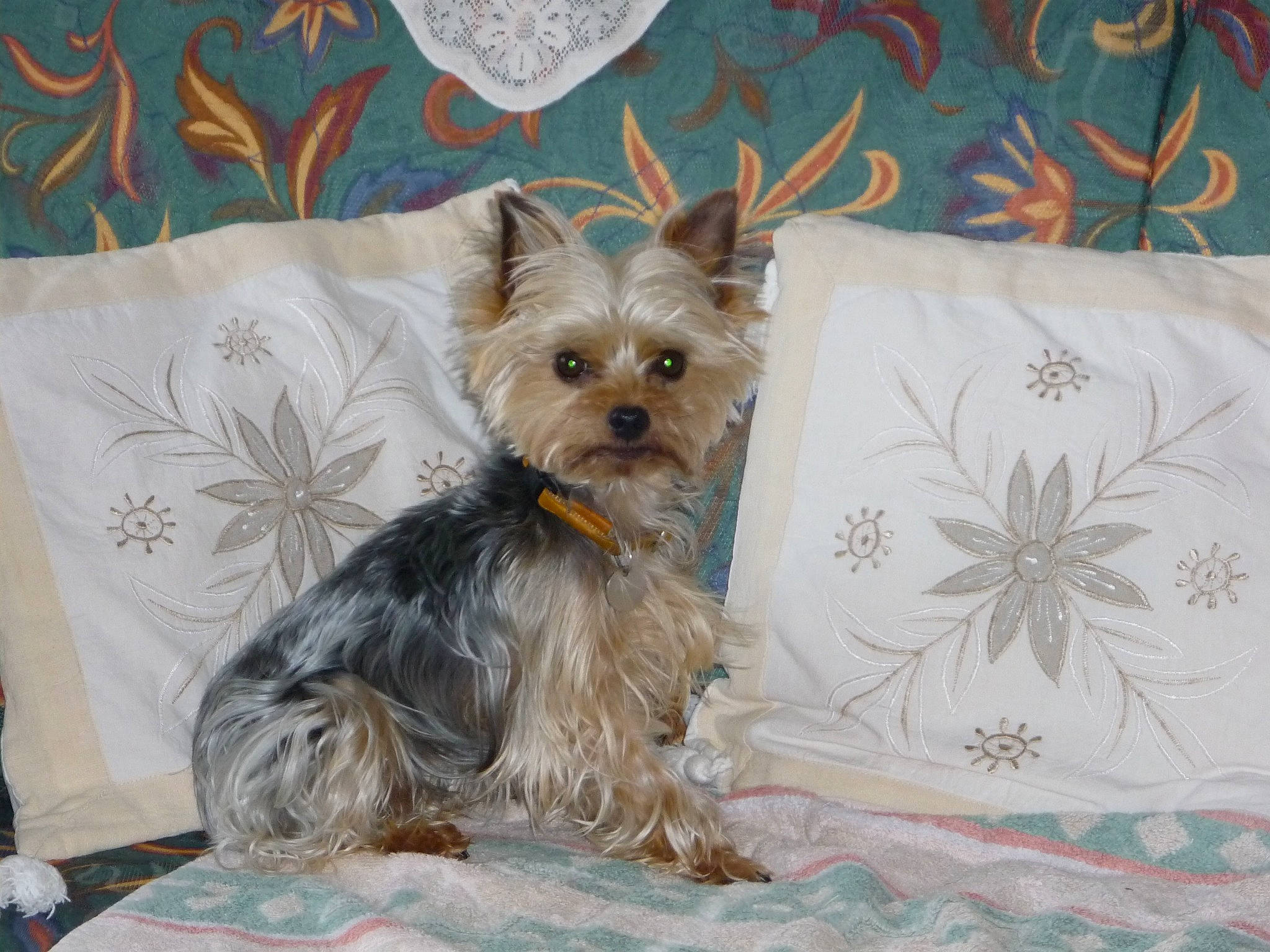 Caly a rejoint le concours — aidez-le/la à gagner de superbes lots ! canidae, carnivore, companion_dog, dog, dog_breed, dog_supply, fashion_accessory, fawn, fur, home_accessories, linens, liver, pattern, pet_supply, small_terrier, sporting_group, terrier, toy_dog, working_animal, yorkipoo