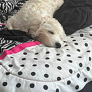 Cooper is registered to the contest to win money with this photo: dog, sleeping, bed, blanket, comforter, white_dog, fur, polka_dots, zebra_pattern, pink_accent, cozy, indoor, resting, pet, animal, curly_fur, napping, domestic, cute, relaxation