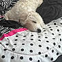 dog, sleeping, bed, blanket, comforter, white_dog, fur, polka_dots, zebra_pattern, pink_accent, cozy, indoor, resting, pet, animal, curly_fur, napping, domestic, cute, relaxation