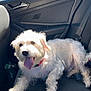 Cooper is registered to the contest to win money with this photo: dog, white_dog, car_interior, backseat, sunlight, panting, red_collar, happy, pet, fur, window, seatbelt, vehicle, daylight, relaxing, domestic_animal, canine, travel, transportation, happy_dog