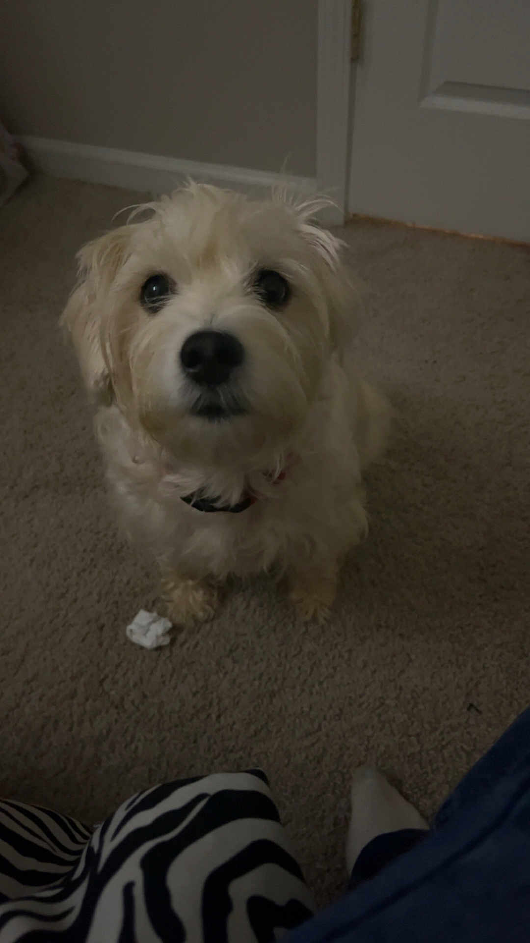 Cooper joined the competition — help win amazing prizes! dog, carpet, indoor, light_brown_dog, fluffy, pet, door, floor, collar, waiting, curious, animal, looking_up, cozy, zebra_pattern, foot, sock, dim_light, room, home