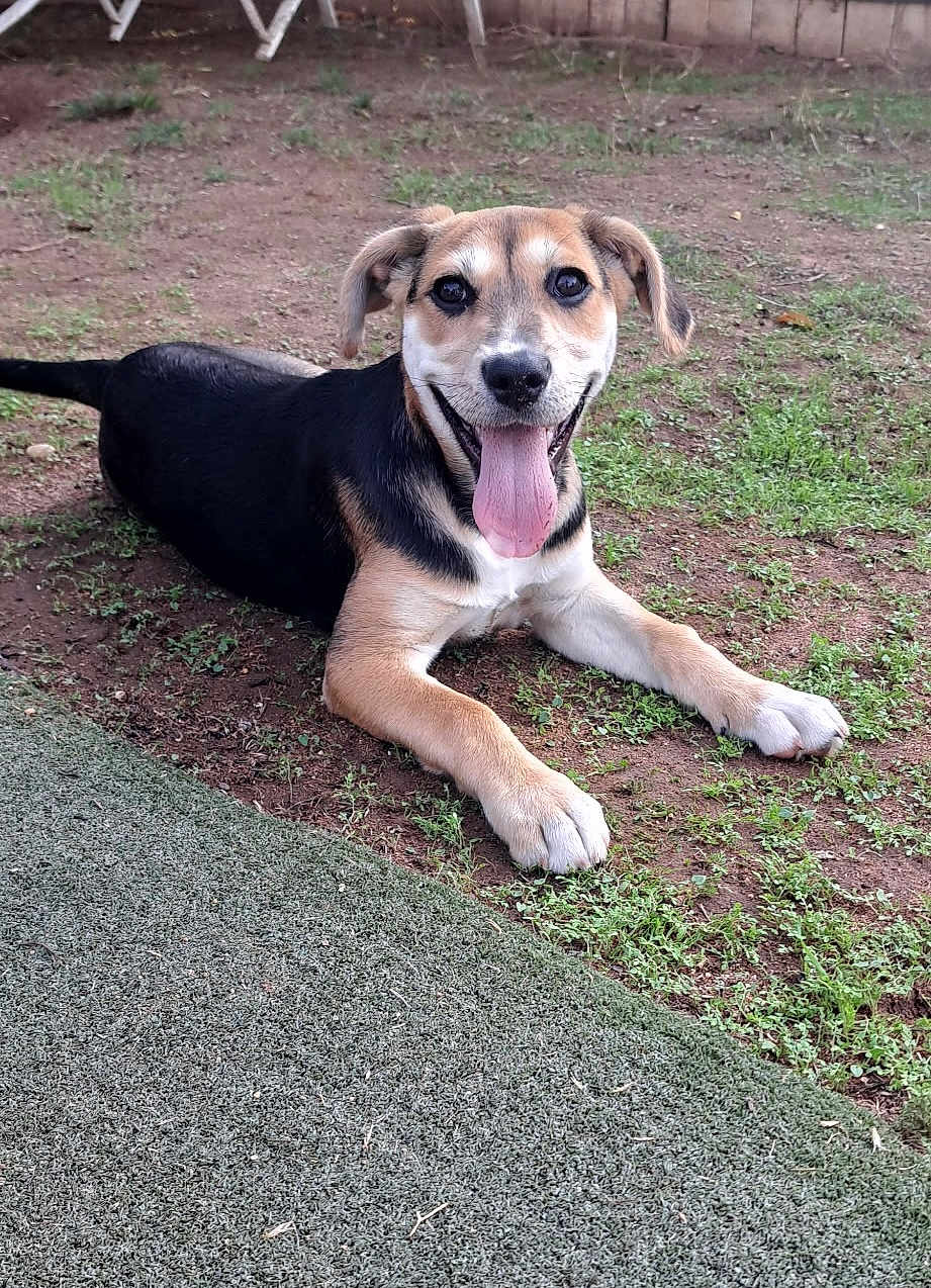 Kiara joined the competition — help win amazing prizes! dog, puppy, tongue_out, happy, outdoor, grass, dirt, pet, animal, canine, playful, lying_down, smiling, ears, fur, nature, young_dog, ground, daylight, backyard