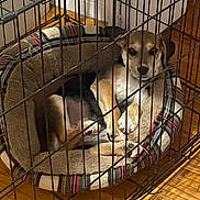 Kiara joined the competition — help win amazing prizes! dog, puppy, dog_bed, crate, cage, plaid, indoor, wooden_floor, pet, resting, cozy, furniture, animal, canine, relaxed, young_dog, home, cute, sleeping_area, pet_bed