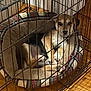 animal, cage, canine, cozy, crate, cute, dog, dog_bed, furniture, home, indoor, pet, pet_bed, plaid, puppy, relaxed, resting, sleeping_area, wooden_floor, young_dog