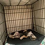 Kiara joined the competition — help win amazing prizes! puppy, dog, sleeping, crate, dog_bed, cozy, indoor, pet, animal, resting, cage, furry, cute, young, canine, relaxed, paw, snug, comfort, bed