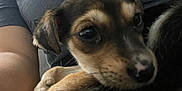 Kiara is registered to the contest to win money with this photo: puppy, dog, pet, animal, close_up, lap, person, arm, casual, indoor, resting, cute, young, fur, black, brown, white, nose, face, eyes