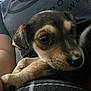animal, arm, black, brown, casual, close_up, cute, dog, eyes, face, fur, indoor, lap, nose, person, pet, puppy, resting, white, young