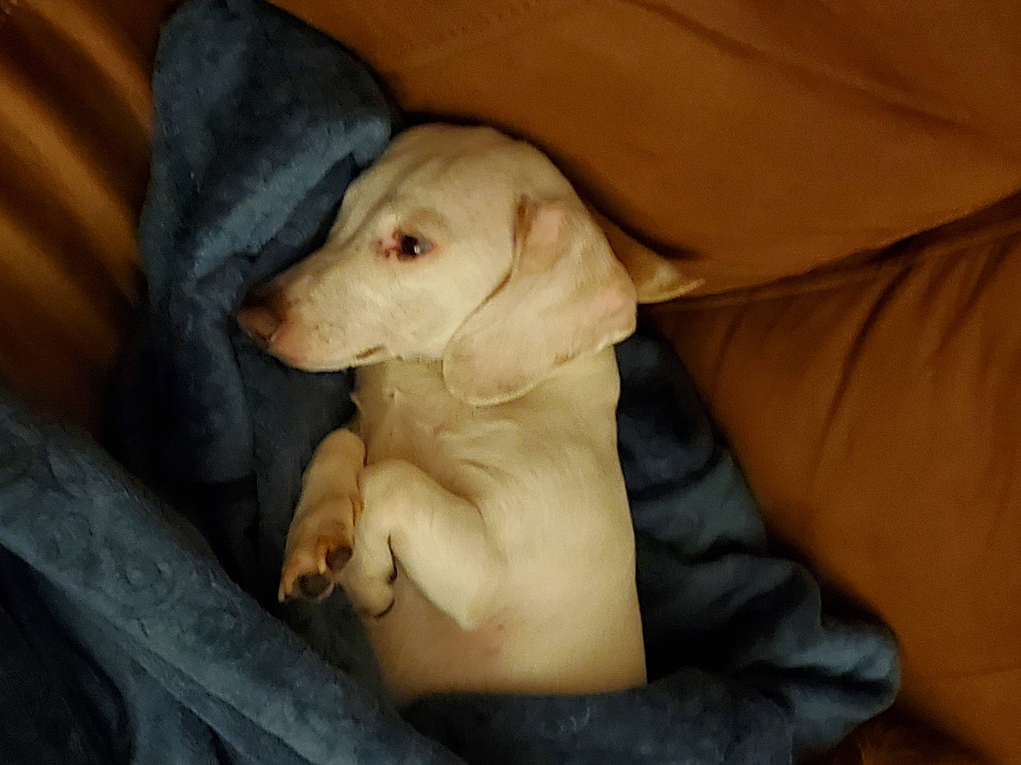 Willie joined the competition — help win amazing prizes! canidae, carnivore, comfort, companion_dog, dog, dog_breed, ear, fawn, fur, hunting_dog, jaw, non_sporting_group, puppy_love, snout, sporting_group, terrestrial_animal, toy, toy_dog, whiskers, working_animal