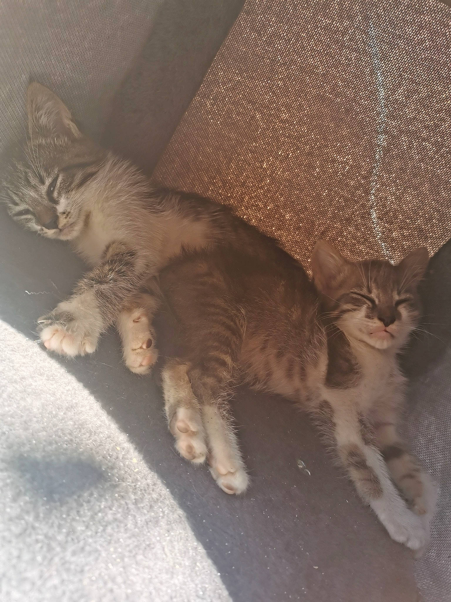 Bichette participe au concours pour gagner de l'argent avec cette photo : carnivore, cat, claw, domestic_short_haired_cat, door, fawn, felidae, foot, fur, human_leg, paw, shadow, small_to_medium_sized_cats, snout, tail, terrestrial_animal, whiskers, wildlife, window, wood