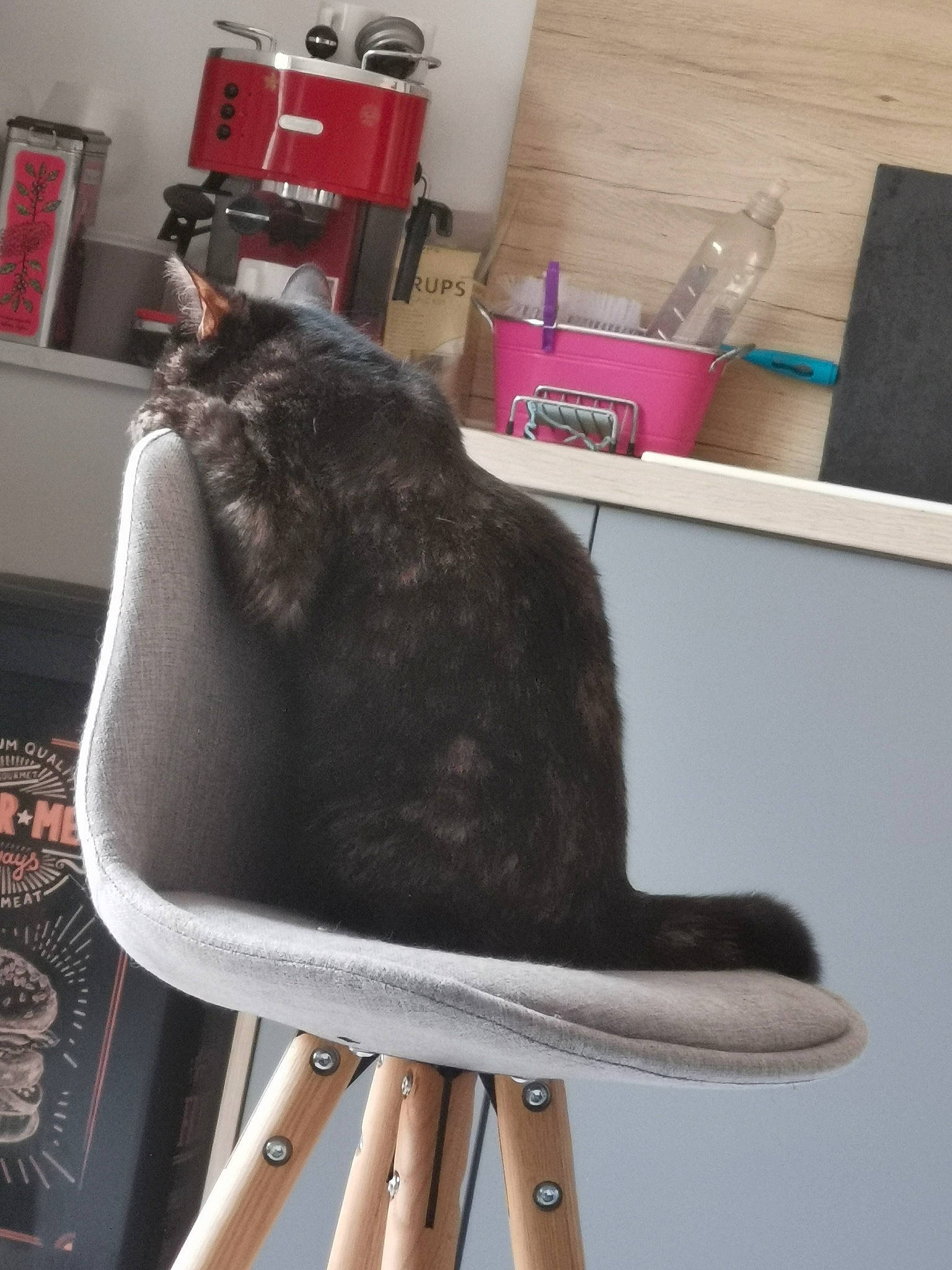 Salem participe au concours pour gagner de l'argent avec cette photo : cat, chair, comfort, fashion_accessory, felidae, flooring, fur, hat, metal, natural_material, rectangle, room, shelf, shelving, sitting, small_to_medium_sized_cats, table, tail, whiskers