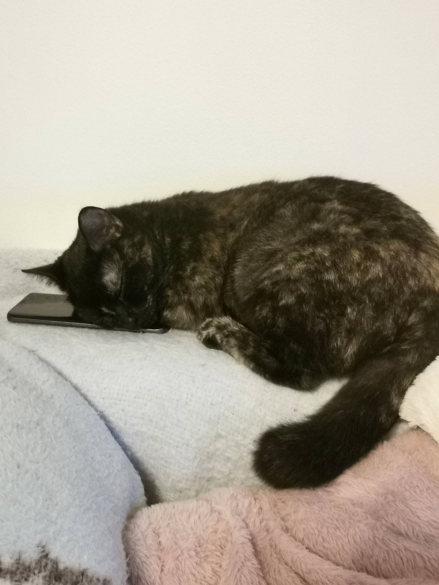 Salem a rejoint le concours — aidez-le/la à gagner de superbes lots ! black_cat, bombay, carnivore, cat, claw, comfort, domestic_short_haired_cat, felidae, fur, grey, mammal, nap, paw, small_to_medium_sized_cats, snout, sporting_group, tail, terrestrial_animal, vertebrate, whiskers