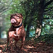 Vodjo participe au concours pour gagner de l'argent avec cette photo : alert, animal, canine, collar, daylight, dog, focus, forest, greenery, leaf_litter, leaves, muscular, nature, outdoor, path, pet, shadow, sunlight, tree, walking