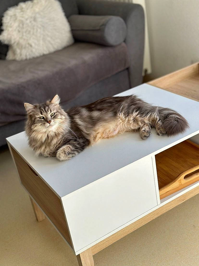 Ruby participe au concours pour gagner de l'argent avec cette photo : box, carnivore, cat, comfort, couch, domestic_short_haired_cat, felidae, flooring, fur, grey, hardwood, living_room, rectangle, shipping_box, small_to_medium_sized_cats, studio_couch, table, tail, whiskers, wood