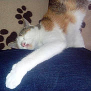 Krokette a rejoint le concours — aidez-le/la à gagner de superbes lots !