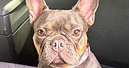 Ball is registered to the contest to win money with this photo: dog, french_bulldog, pet, animal, car_interior, seat, brown_eyes, ears, fur, close_up, portrait, curious, sitting, canine, domestic_animal, companion, collar, cute, looking, indoor