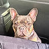 dog, french_bulldog, pet, animal, car_interior, seat, brown_eyes, ears, fur, close_up, portrait, curious, sitting, canine, domestic_animal, companion, collar, cute, looking, indoor