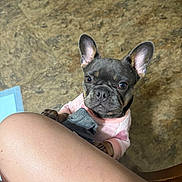 Ball joined the competition — help win amazing prizes! dog, puppy, french_bulldog, pet, animal, cute, looking_up, pink_sweater, indoor, floor, person, leg, paw, small, domestic_animal, companion, short_hair, ears_up, brown_floor, home